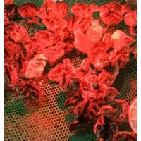 جوجه بوقلمون برنز و بوربون ۶ روزه|حیوانات مزرعه|مبارکه, |دیوار