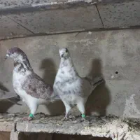 کبوتر یاکفتر