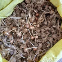 ۲تن پیاز داخل طوری اماده فروش|خوردنی و آشامیدنی|سبزوار, قصبه شرقی|دیوار