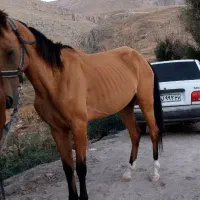 اسب