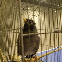 مرغ مینا و عروس هلندی و مرغ عشق