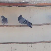 تعداد ۶ کبوتر پلاکی