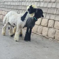 بره تخمی روزگاری