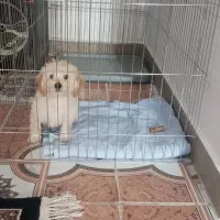 سگ مینیاتوری پودل مالتیز