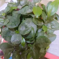 گارگر برای چیدن گل محمدی