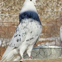 فروش کو کبوتری