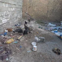 حیوانات مزرعه|حیوانات مزرعه|ایذه, |دیوار