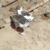 دو عدد غاز