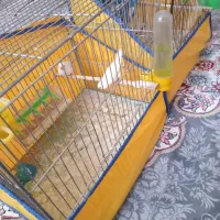 دو جفت فنچ مولد