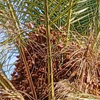 5هکتار-زمین-کشاورزی-اجاره-داده-میشه