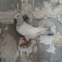 کبوتر سار زرد اوقون سفید زاغ