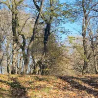 نیازمند سرایدار زوج بدون فرزند