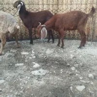 گیسک خارجی اصیل