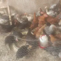 فروش مرغ گوشتی|حیوانات مزرعه|لردگان, |دیوار