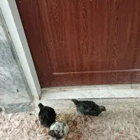 جوجه شمالی