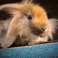 خرگوش لوپ سه ماهه