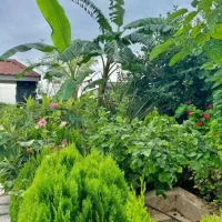 باغچه ویلانیم پیلوت جنگلی*  360متر استخردار|فروش خانه و ویلا|امامزاده عبدالله, |دیوار