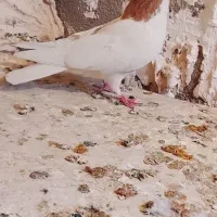 کفتر|پرنده|نیشابور, سرآب کوشک|دیوار