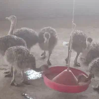 جوجه شتر مرغ گیلان|حیوانات مزرعه|سنگر, |دیوار