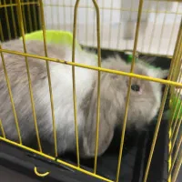 خرگوش لوپ|موش و خرگوش|محمودآباد, |دیوار