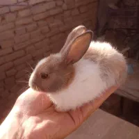 بچه خرگوش سرایان