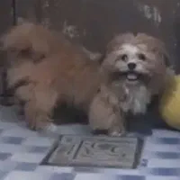 کیف ارکک