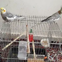 معاوضه پرنده با برنج (مجسمه)|پرنده|الیگودرز, |دیوار