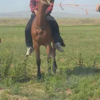 اسب نریان نژاد عرب ایرانی