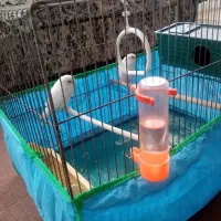 مرغ عشق و فنچ