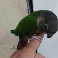 گرینچیک دستی رام معاوضه با ملنگو قناری عروس هلندی