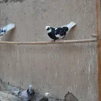 ۳۵ تا کبوتر پرشی