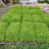 باکس نشا علی کاظمی