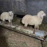 شهرک الهیه