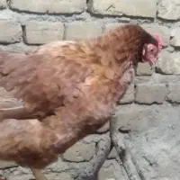 مرغ|حیوانات مزرعه|مرند, |دیوار