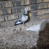 کبوتر|پرنده|اسفراین, |دیوار