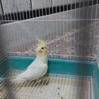 عروس لوتینو ماده بالغ|پرنده|سراوان, |دیوار