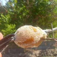 عسل کندو طبیعی بشرط اصل