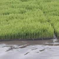 بانک نشا فرزاد