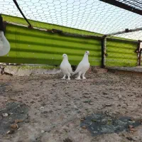 کبوتر نروماده سفیدهل پاپر|پرنده|شیراز, تندگویان|دیوار