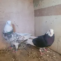 نر و ماده هما سرور|پرنده|مبارکه, |دیوار