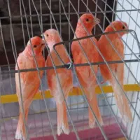 فروش انواع قناری