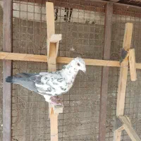 کفتر پلاکی فروشی|پرنده|مرودشت, ژیان|دیوار