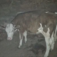 گاو سیمینتال اصل|حیوانات مزرعه|بیجار, |دیوار