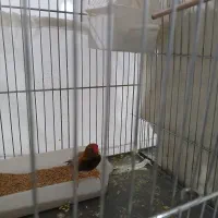 فنج اورنج|پرنده|فردیس, شهرک شهید حسینی|دیوار