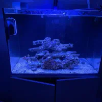 آکواریوم آب شور|ماهی|قم, دروازه ری|دیوار