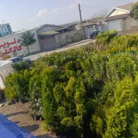 نهال مرکبات و سیاه ریشه