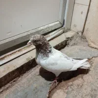 کبوتر|پرنده|مسجد سلیمان, |دیوار