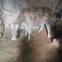 گاو محلی سنگین ابستن