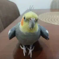 عروس هلندی|پرنده|بیرجند, |دیوار