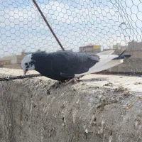 کبوتر تهرونی